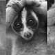 Image for article titled This Cute Little Creature Can Kill You With A Cat Allergen